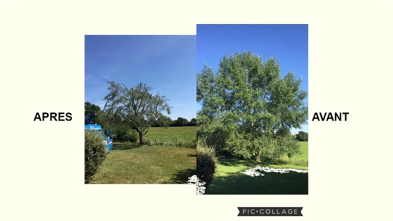 Elagage / Abattage — photo 11