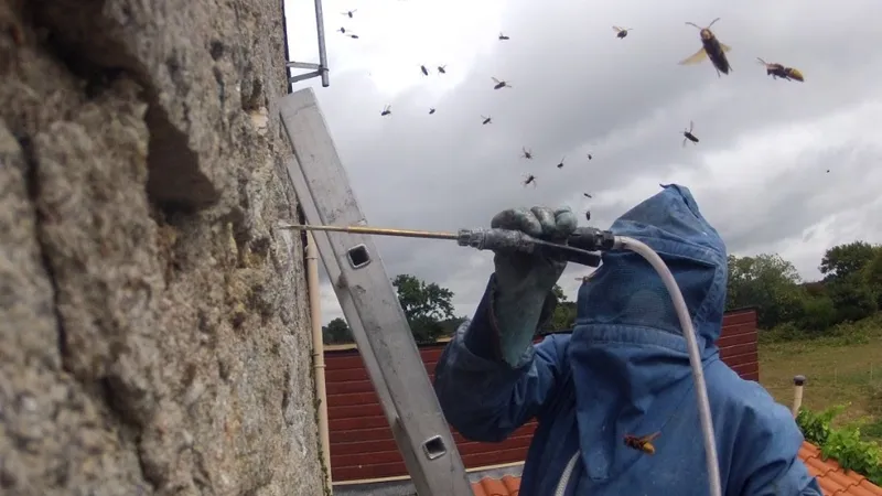 DESTRUCTION DE NIDS DE FRELONS — photo 1